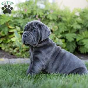 Ivy, Cane Corso Puppy